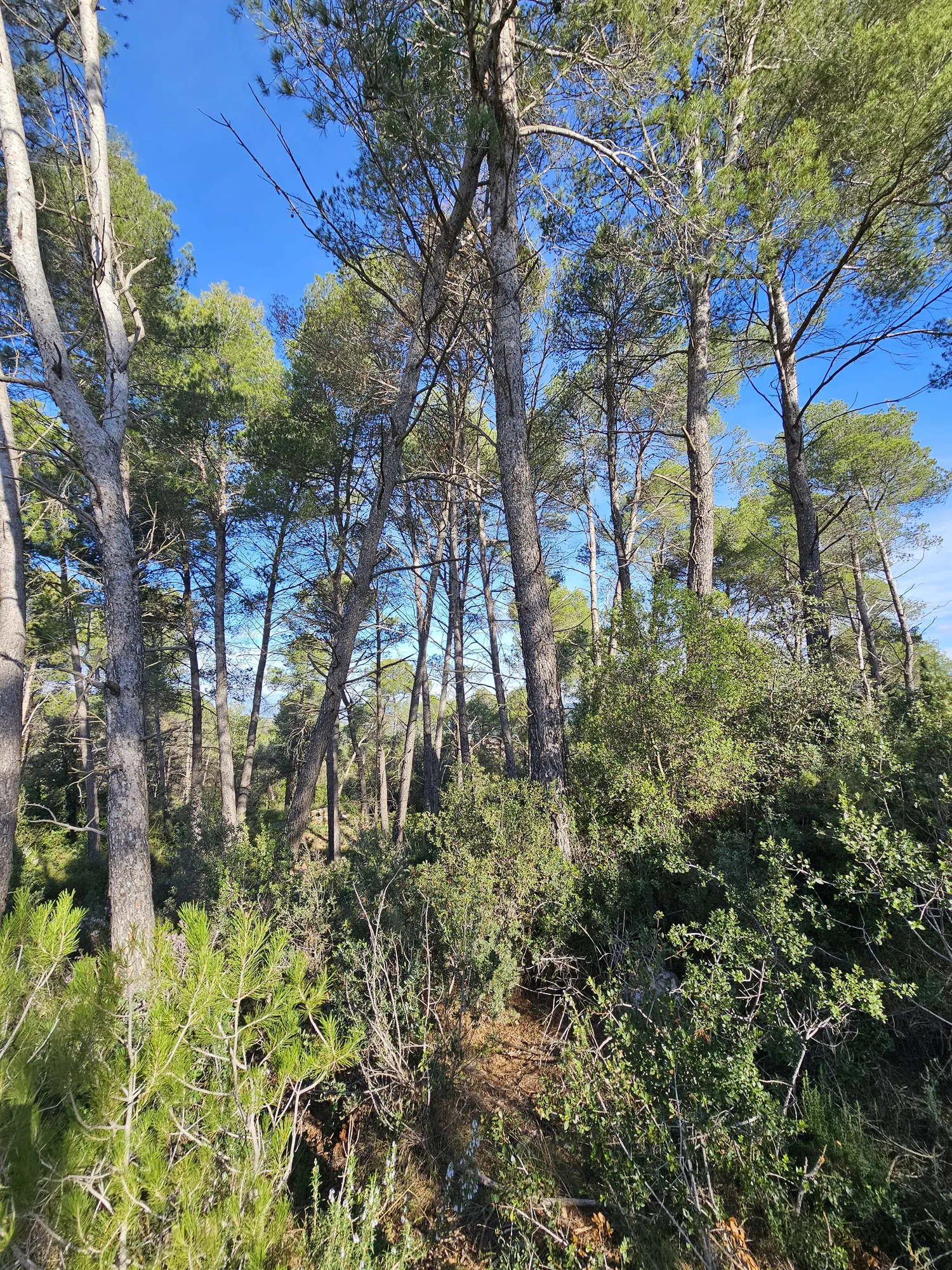 Solar Urbano en Castell de Cabrera: ¡Oportunidad Única!
