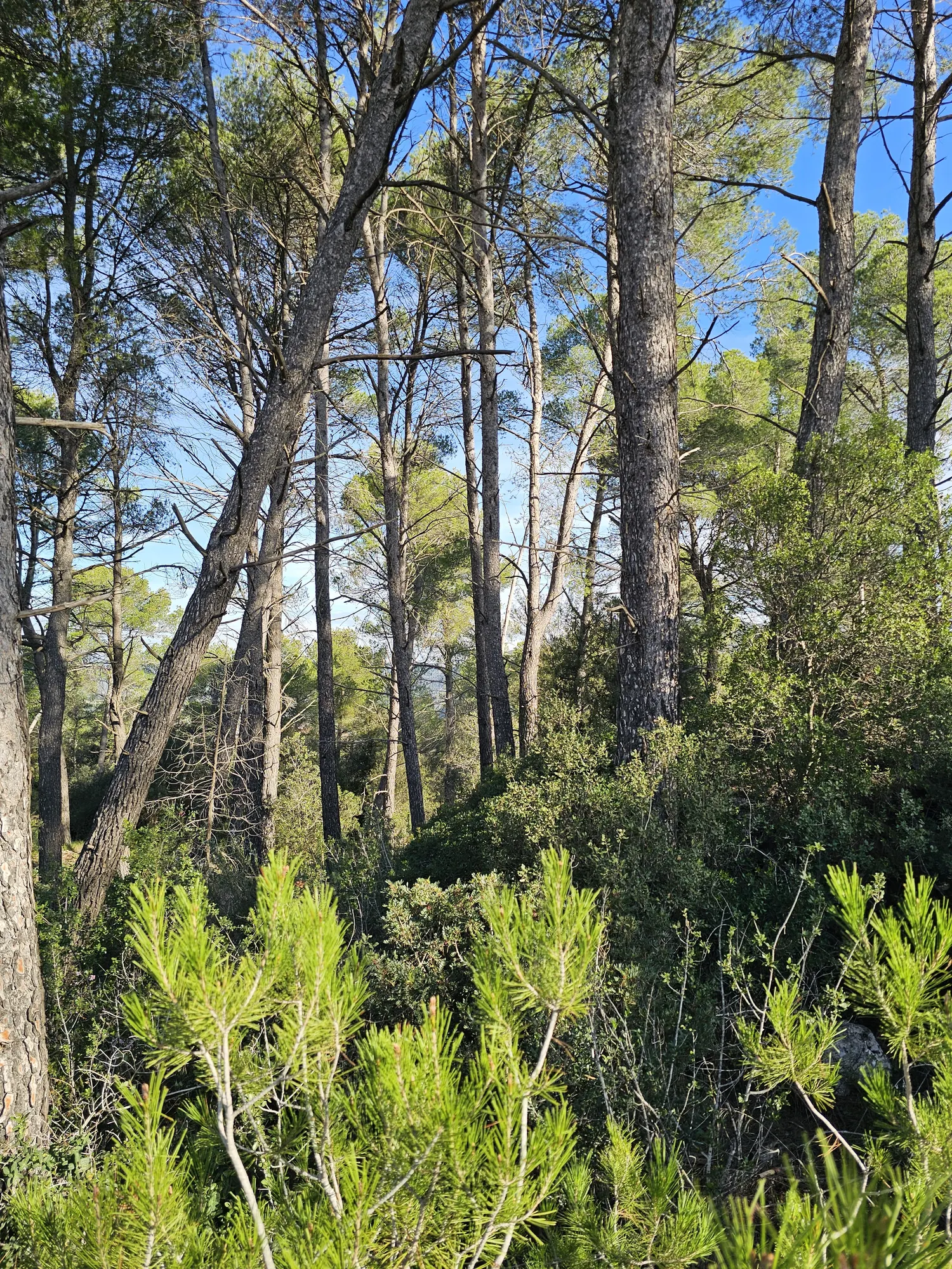 Solar Urbano en Castell de Cabrera: ¡Oportunidad Única!